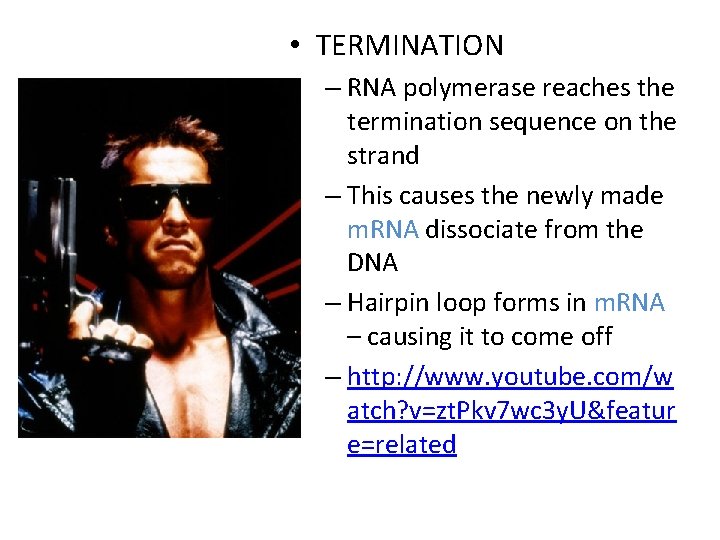  • TERMINATION – RNA polymerase reaches the termination sequence on the strand –