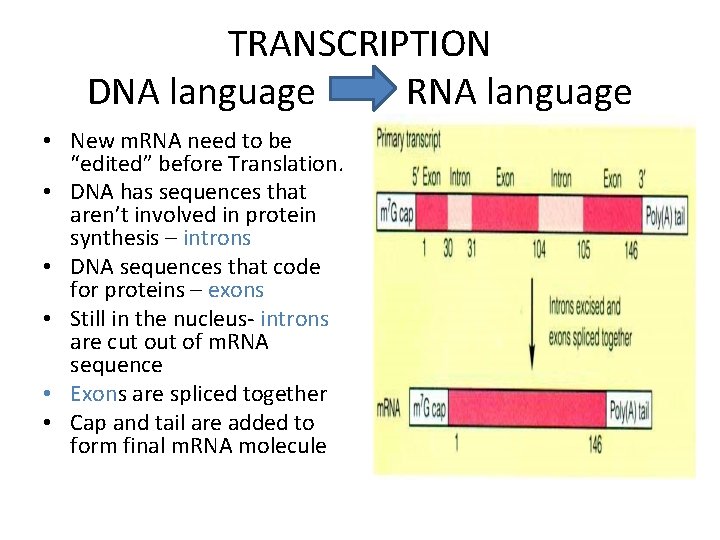 TRANSCRIPTION DNA language RNA language • New m. RNA need to be “edited” before