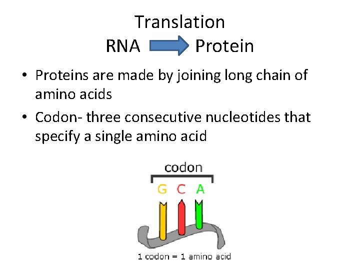 Translation RNA Protein • Proteins are made by joining long chain of amino acids