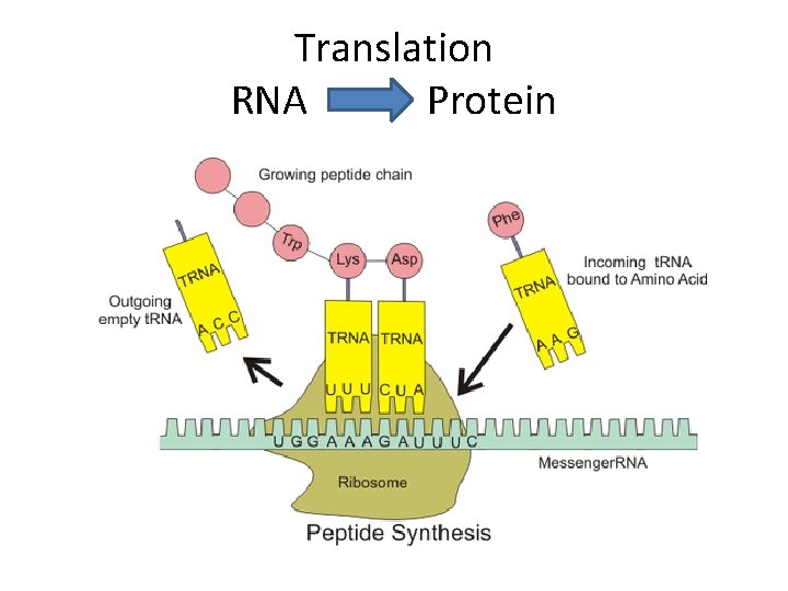 Translation RNA Protein 