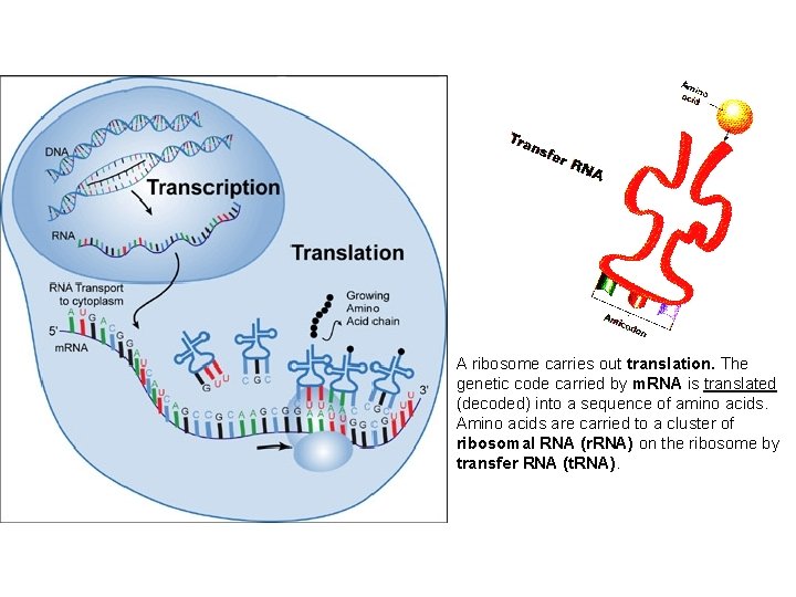 A ribosome carries out translation. The genetic code carried by m. RNA is translated