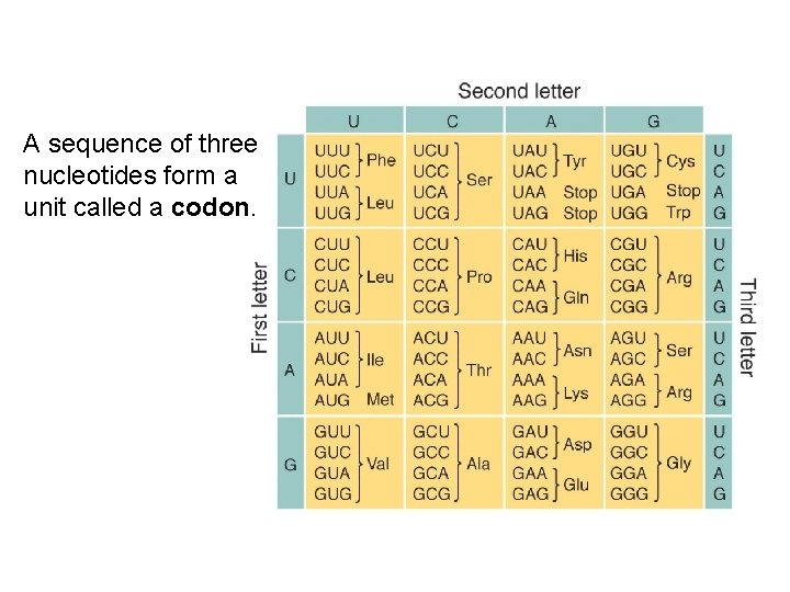 A sequence of three nucleotides form a unit called a codon. 