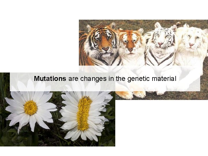 Mutations are changes in the genetic material 