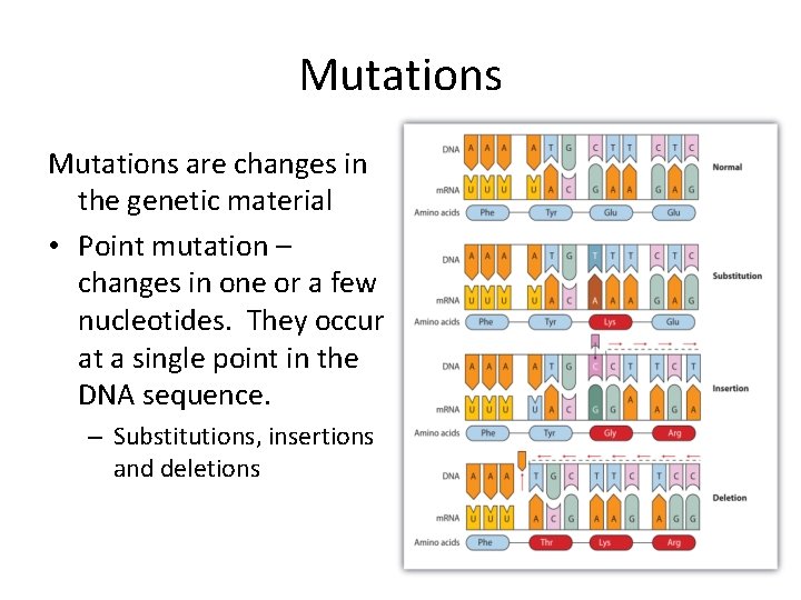 Mutations are changes in the genetic material • Point mutation – changes in one