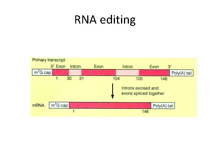 RNA editing 