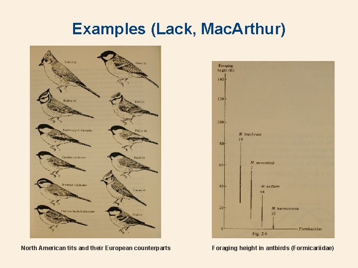 Examples (Lack, Mac. Arthur) North American tits and their European counterparts Foraging height in