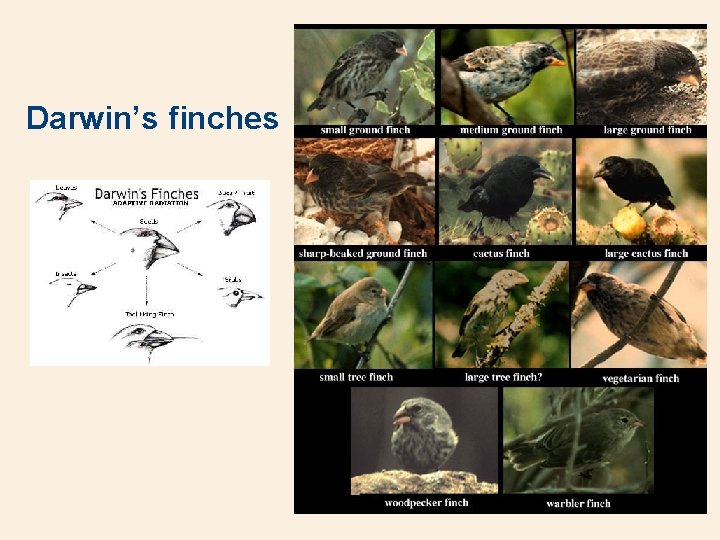 Darwin’s finches 