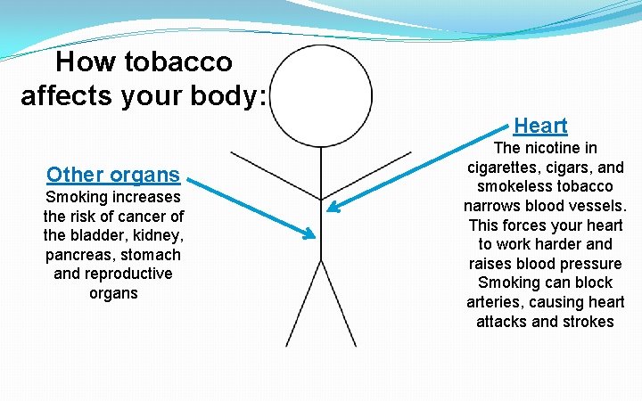 How tobacco affects your body: Heart Other organs Smoking increases the risk of cancer