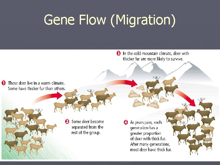 Gene Flow (Migration) 