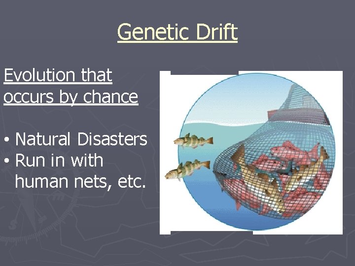 Genetic Drift Evolution that occurs by chance • Natural Disasters • Run in with