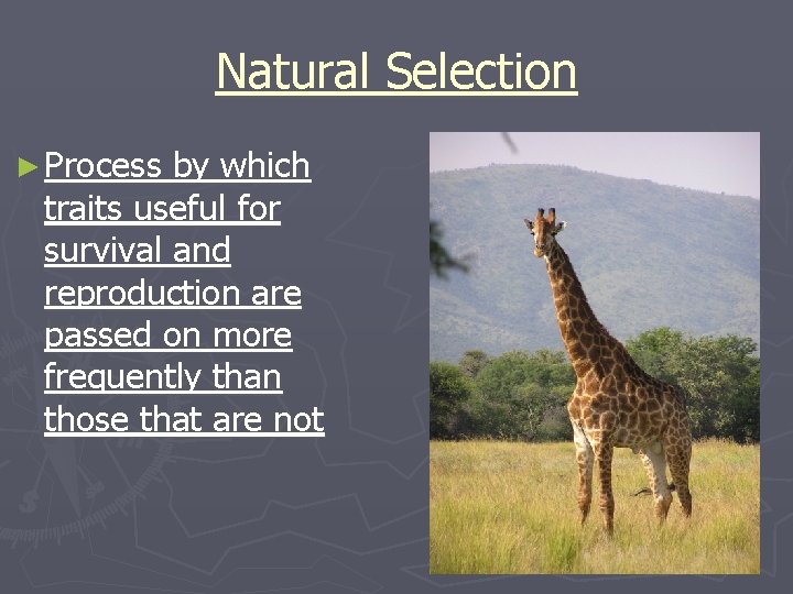 Natural Selection ► Process by which traits useful for survival and reproduction are passed
