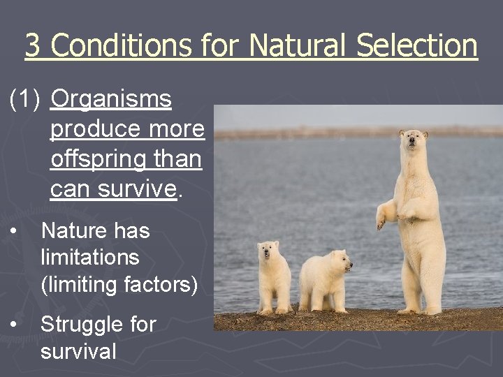 3 Conditions for Natural Selection (1) Organisms produce more offspring than can survive. •