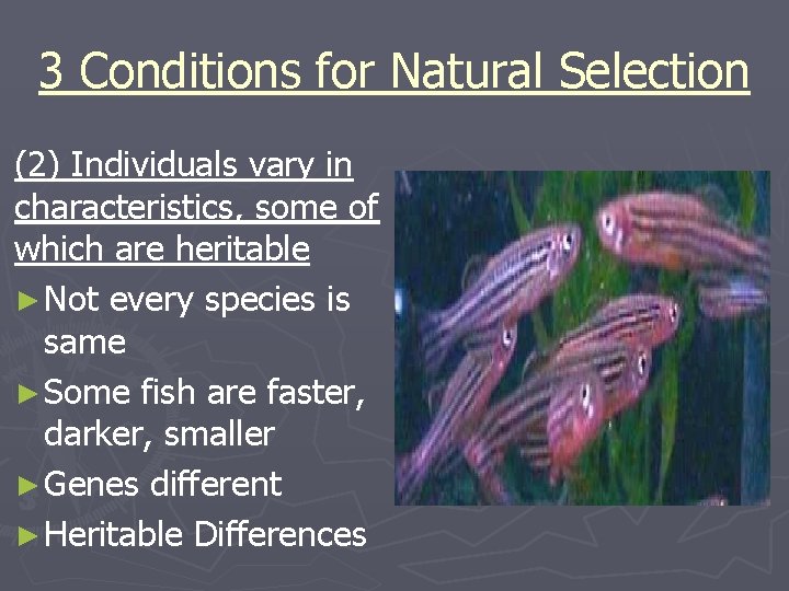 3 Conditions for Natural Selection (2) Individuals vary in characteristics, some of which are