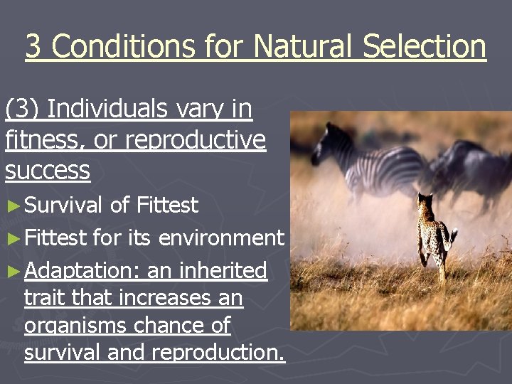 3 Conditions for Natural Selection (3) Individuals vary in fitness, or reproductive success ►