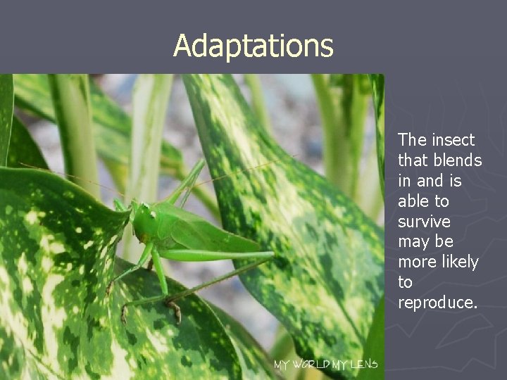 Adaptations Desert plants have small or no leaves at all The insect that blends