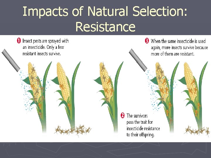 Impacts of Natural Selection: Resistance 