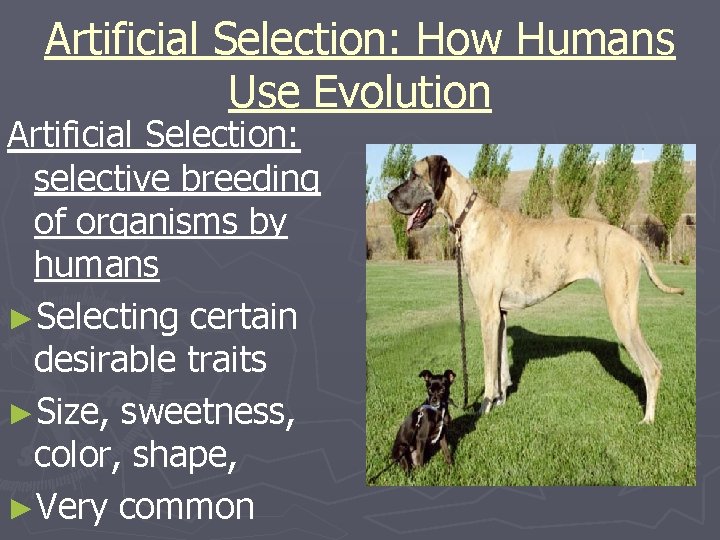 Artificial Selection: How Humans Use Evolution Artificial Selection: selective breeding of organisms by humans