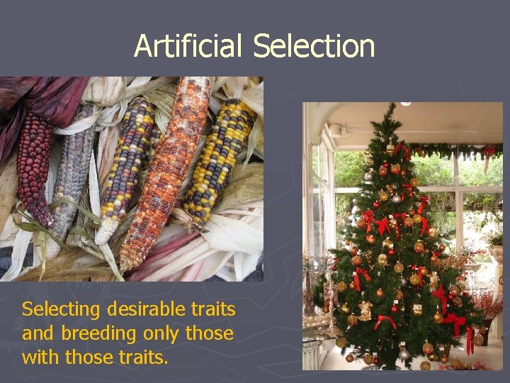 Artificial Selection Selecting desirable traits and breeding only those with those traits. 