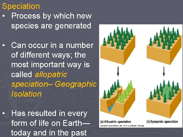 Speciation • Process by which new species are generated • Can occur in a