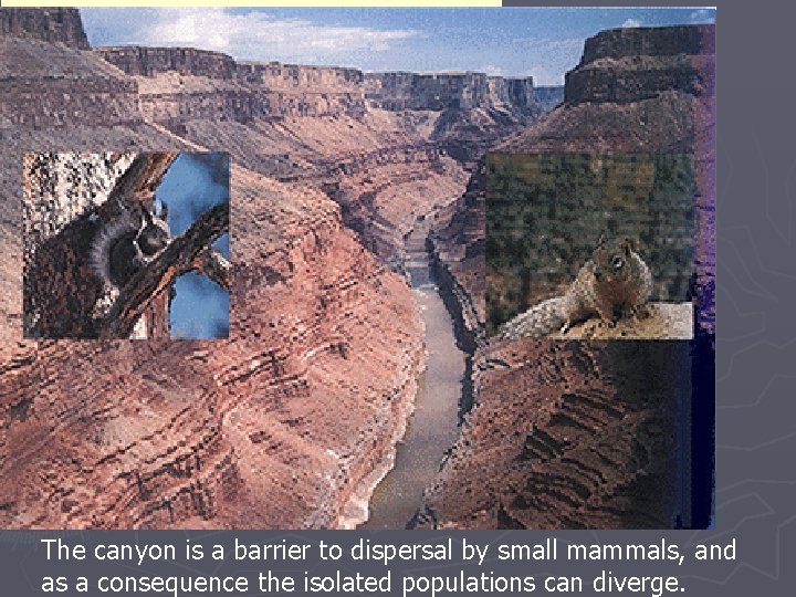The canyon is a barrier to dispersal by small mammals, and as a consequence