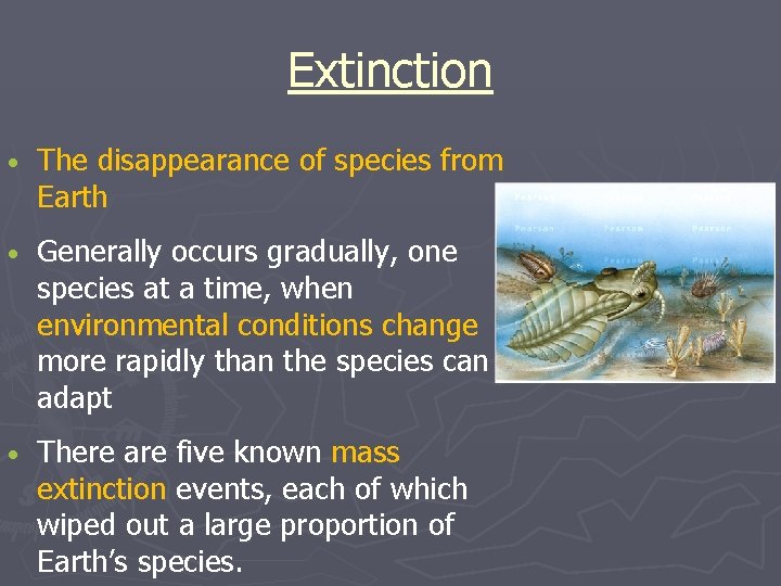 Extinction • The disappearance of species from Earth • Generally occurs gradually, one species