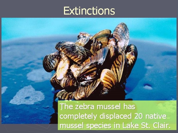 Extinctions The zebra mussel has completely displaced 20 native mussel species in Lake St.
