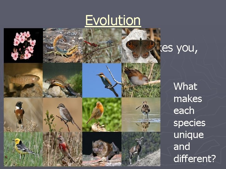 Evolution ►What YOU? makes you, What makes each species unique and different? 