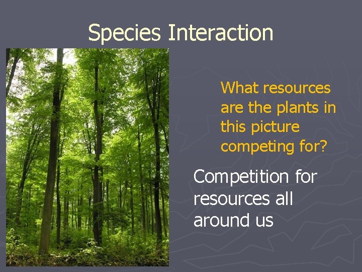 Species Interaction What resources are the plants in this picture competing for? Competition for
