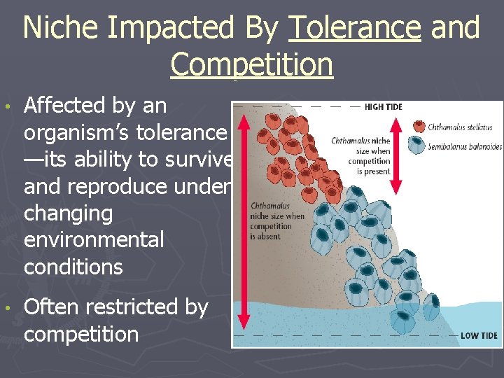 Niche Impacted By Tolerance and Competition • Affected by an organism’s tolerance —its ability