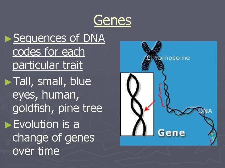 Genes ►Sequences of DNA codes for each particular trait ►Tall, small, blue eyes, human,
