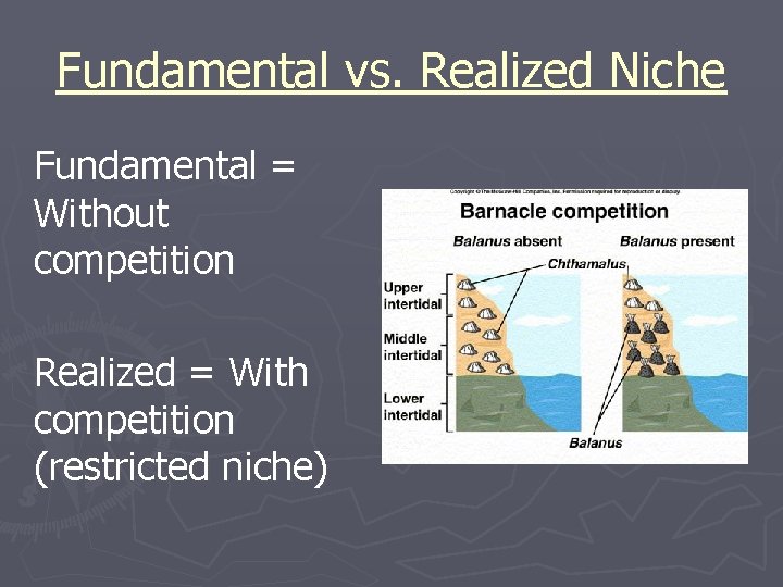 Fundamental vs. Realized Niche Fundamental = Without competition Realized = With competition (restricted niche)