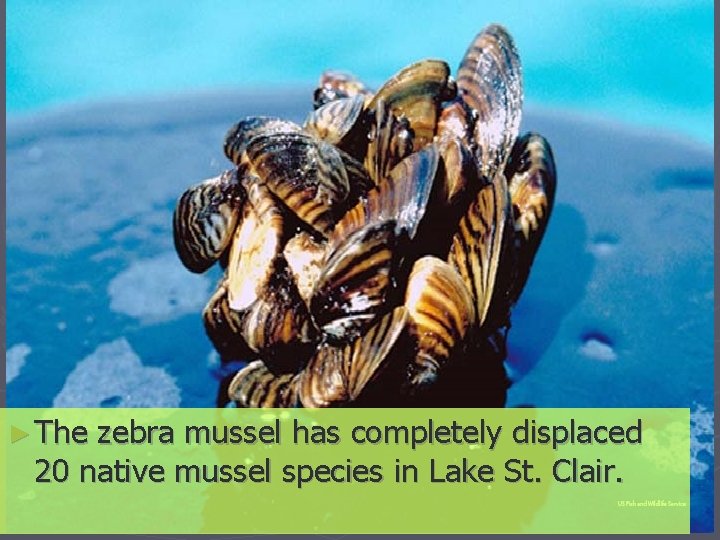 ► The zebra mussel has completely displaced 20 native mussel species in Lake St.