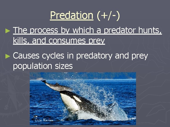 Predation (+/-) ► The process by which a predator hunts, kills, and consumes prey