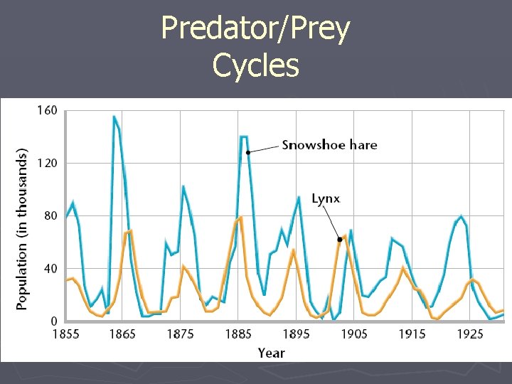 Predator/Prey Cycles 