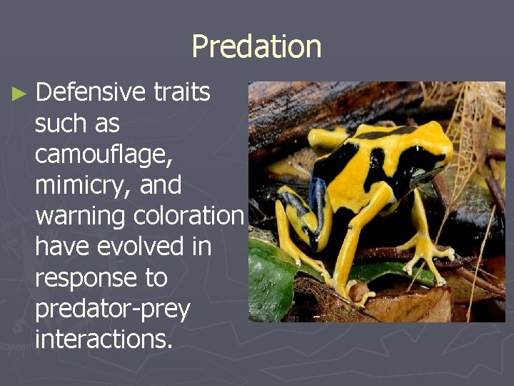 Predation ► Defensive traits such as camouflage, mimicry, and warning coloration have evolved in