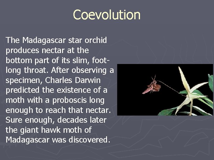 Coevolution The Madagascar star orchid produces nectar at the bottom part of its slim,