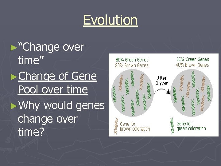 Evolution ►“Change over time” ►Change of Gene Pool over time ►Why would genes change