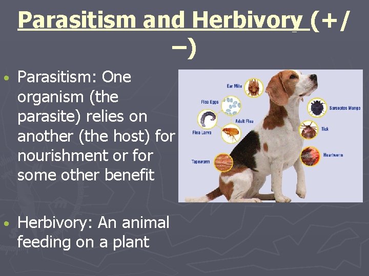 Parasitism and Herbivory (+/ –) • Parasitism: One organism (the parasite) relies on another