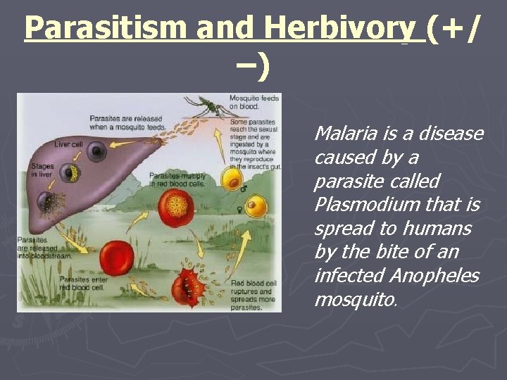 Parasitism and Herbivory (+/ –) Malaria is a disease caused by a parasite called