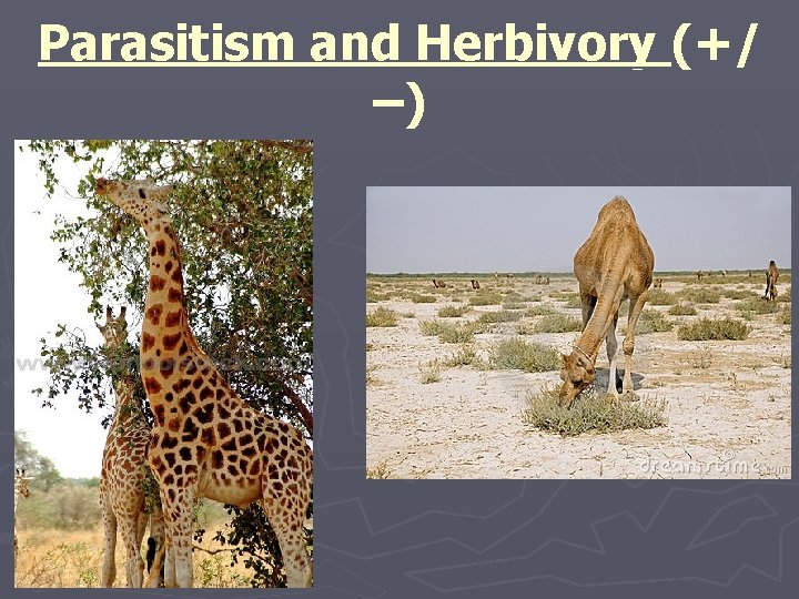 Parasitism and Herbivory (+/ –) 