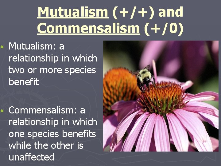 Mutualism (+/+) and Commensalism (+/0) • Mutualism: a relationship in which two or more