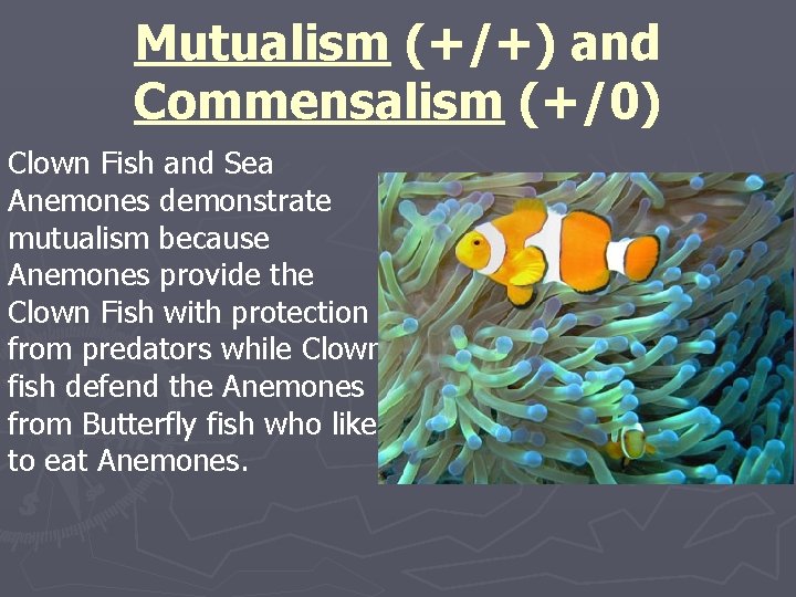 Mutualism (+/+) and Commensalism (+/0) Clown Fish and Sea Anemones demonstrate mutualism because Anemones