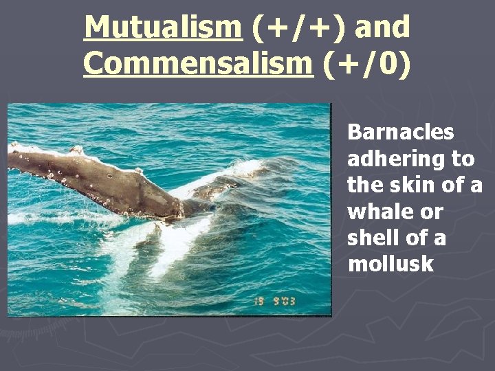 Mutualism (+/+) and Commensalism (+/0) Barnacles adhering to the skin of a whale or