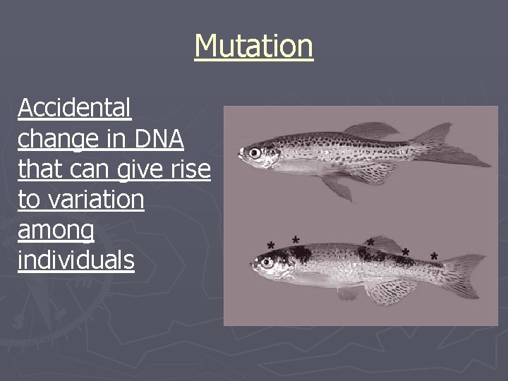 Mutation Accidental change in DNA that can give rise to variation among individuals 