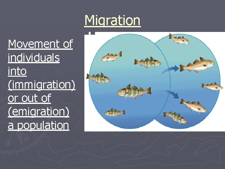 Migration Movement of individuals into (immigration) or out of (emigration) a population Sometimes called