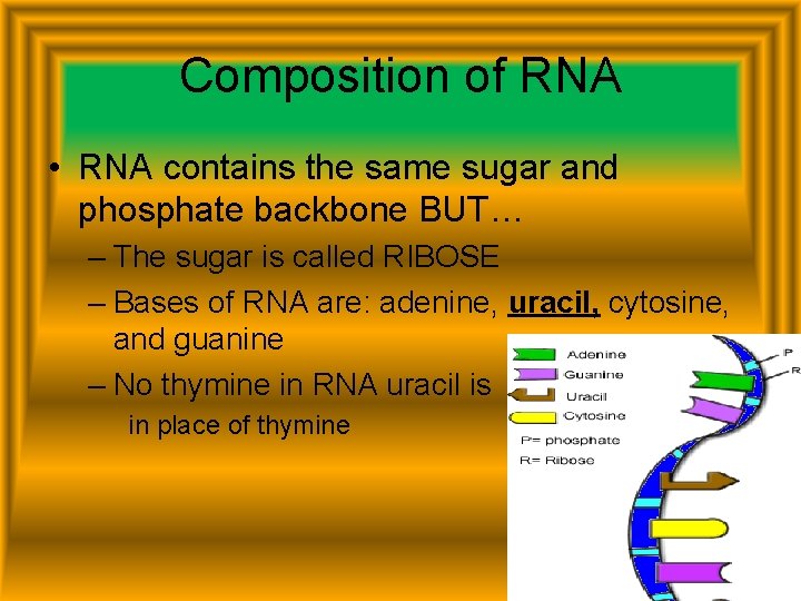 Composition of RNA • RNA contains the same sugar and phosphate backbone BUT… –