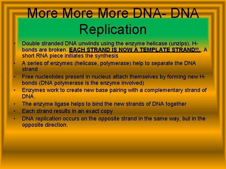 More DNA- DNA Replication • • Double stranded DNA unwinds using the enzyme helicase