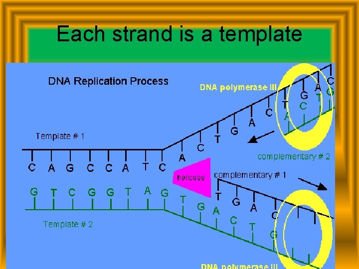 Each strand is a template 