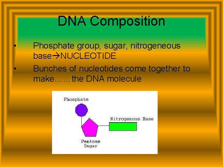 DNA Composition • • Phosphate group, sugar, nitrogeneous base NUCLEOTIDE Bunches of nucleotides come