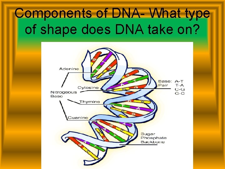 Components of DNA- What type of shape does DNA take on? 